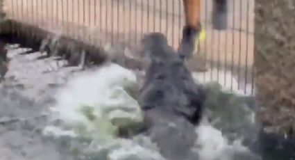 VIDEO | Susto en Tabasco: hombre provoca cocodrilo en parque Tomás Garrido