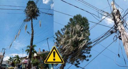 Esta zona de Córdoba se quedará sin luz por corte de árbol de 25 metros