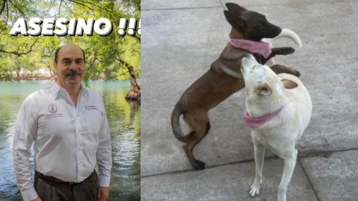 VIDEO | Alcalde de Michoacán mata a balazos a Buba y Canelita, 2 lomitos