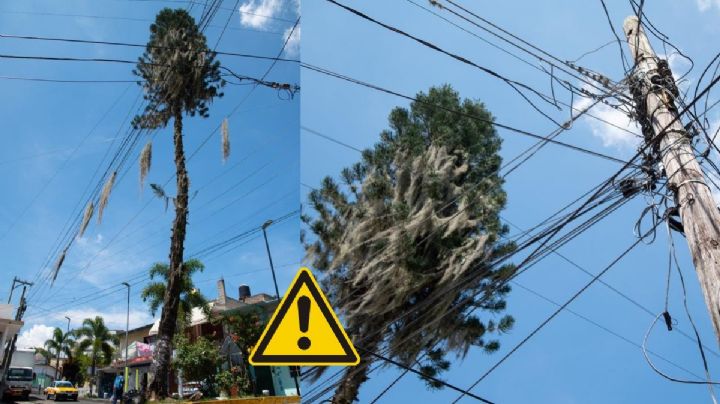 Esta zona de Córdoba se quedará sin luz por corte de árbol de 25 metros