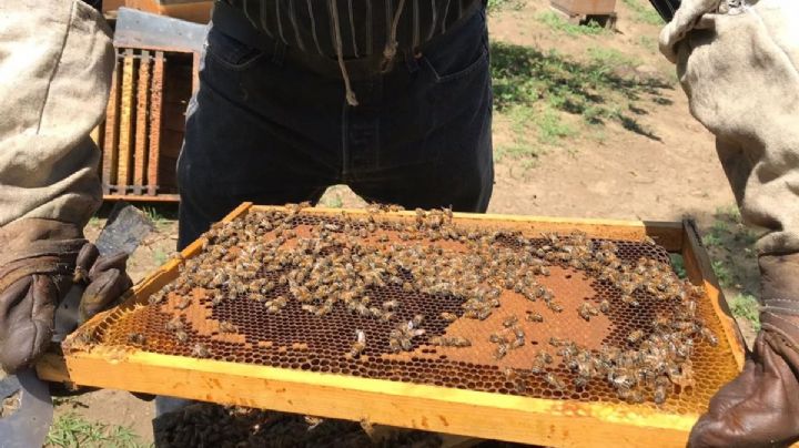 Hay gente que mata a las abejas, nosotros les damos un hogar: apicultor