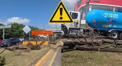 Obra puente vehicular Xalapa: Talan más árboles en Lázaro Cárdenas hoy 12 de agosto