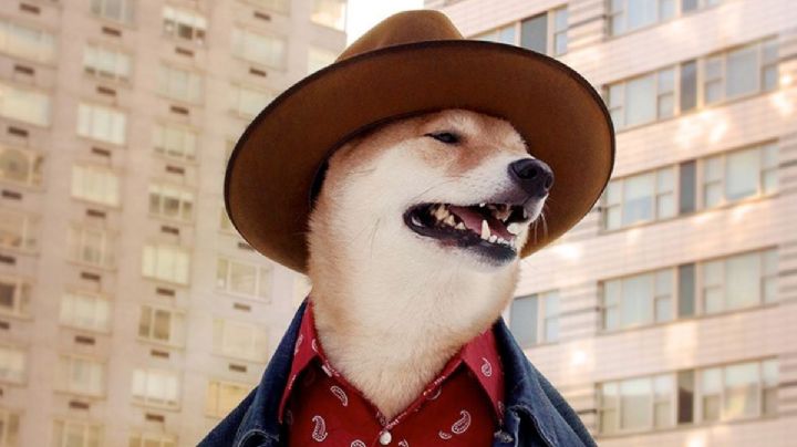 ¿Tienes un Perro Buen Ciudadano en casa? De esto se trata