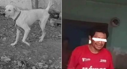 Rufo fue decapitado por su amo; activistas exigen justicia