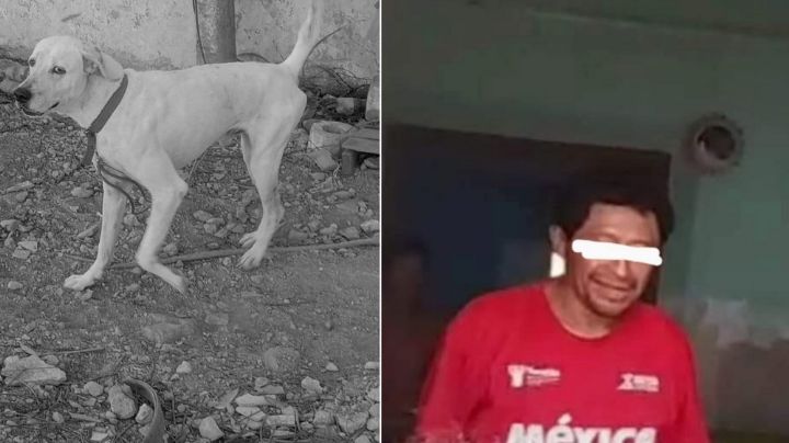 Rufo fue decapitado por su amo; activistas exigen justicia