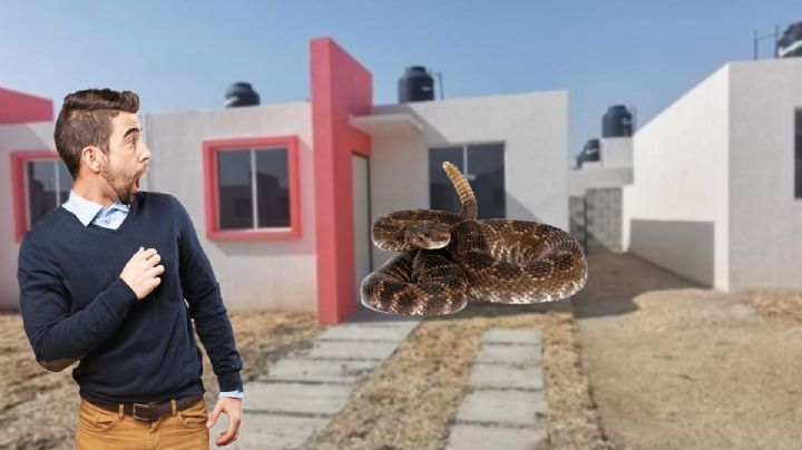 Familia de Pachuca se lleva tremendo susto al encontrar víbora de cascabel en casa