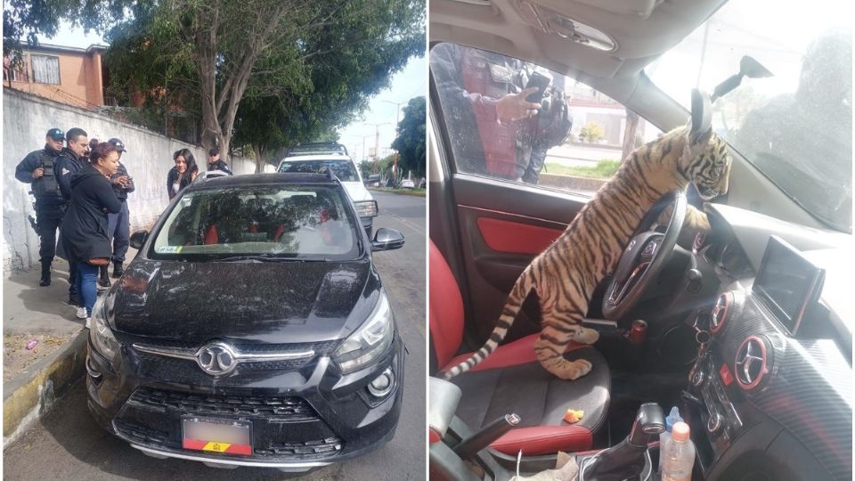 Detienen a hombre con tigre de bengala en automóvil