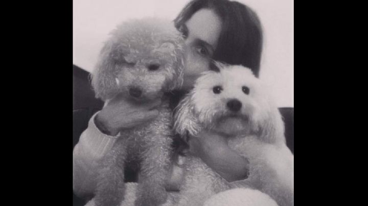 Nuevas generaciones de jóvenes prefieren cuidar lomitos que criar hijos