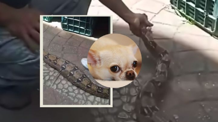 VIDEO: Boa se come perrito chihuahua en Potrero Nuevo, Veracruz