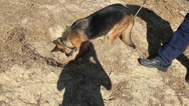 Con perrita Frika, encuentran fosa clandestina en Reynosa, Tamaulipas