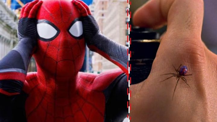 Niño se deja picar por araña viuda negra para convertirse en Spider-Man; termina en el hospital