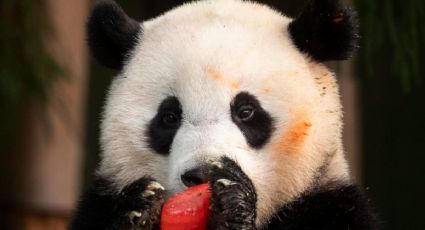 ¿Adiós a los pandas de EU? Xio Qi es de los pocos y así celebró su cumpleaños