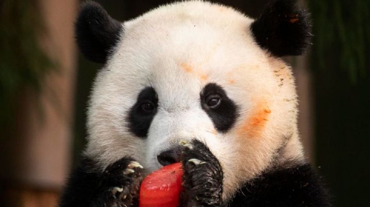 ¿Adiós a los pandas de EU? Xio Qi es de los pocos y así celebró su cumpleaños