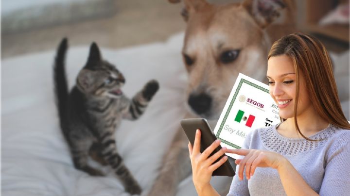 ¿Sabías que tu perrito o gatito puede tener CURP? Así lo tramitas en Hidalgo
