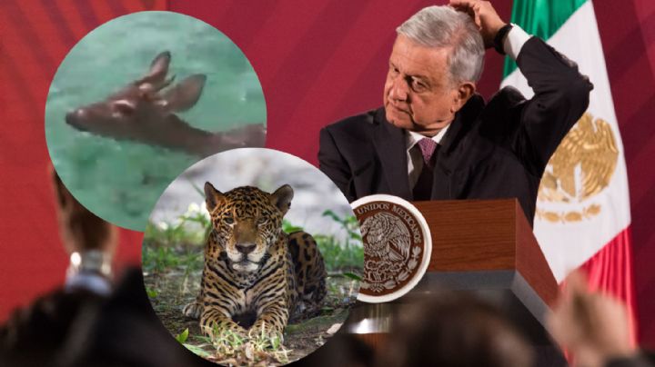 AMLO celebra rescate de venado... ¿y los jaguares con el Tren Maya?
