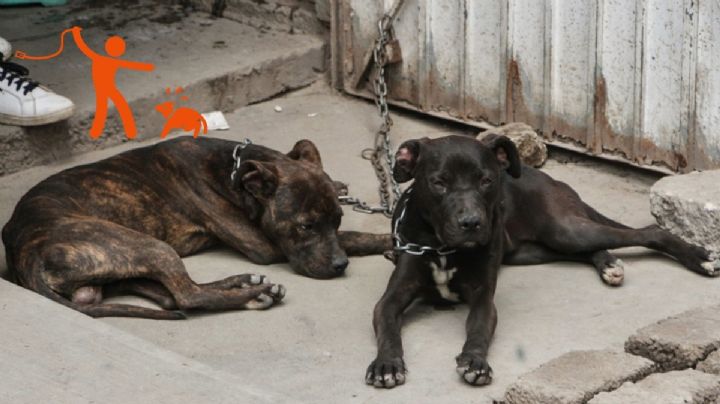 ¿De cuánto será la multa por maltrato animal en Ciudad Victoria, Tamaulipas?