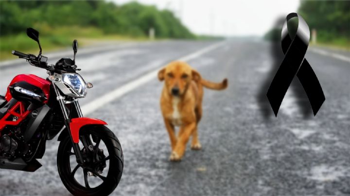 Motociclista muere al esquivar a lomito en carretera de Hidalgo