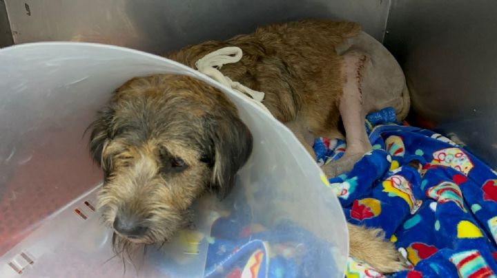 Barbitas sobrevivió a la masacre en la Central de Abasto de Toluca; ahora busca un hogar