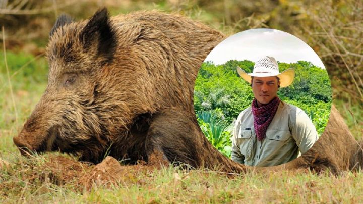 Animalista de Earth Mission es rescatado tras ataque jabalí en Antón Lizardo, Veracruz