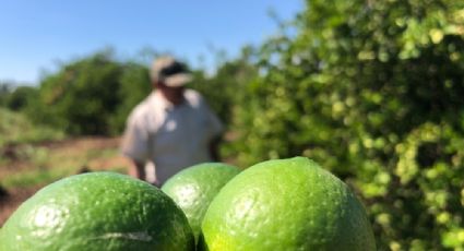 Fractura de Cárteles Unidos exprime, a dos fuegos, a limoneros de Apatzingán