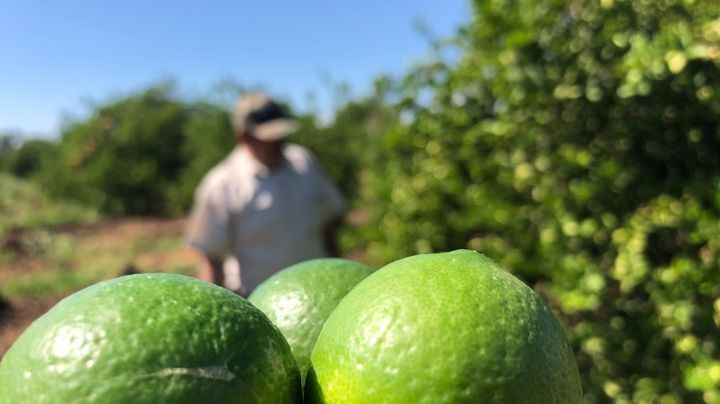 Fractura de Cárteles Unidos exprime, a dos fuegos, a limoneros de Apatzingán