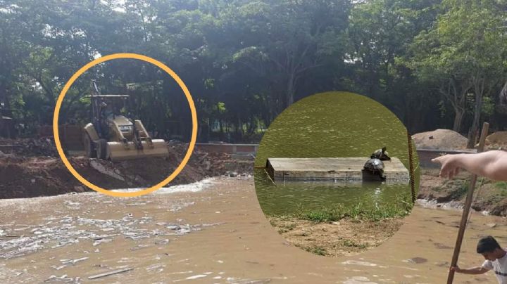 Presunto ecocidio: rellenan estanque de tortugas en universidad Benito Juárez de Minatitlán