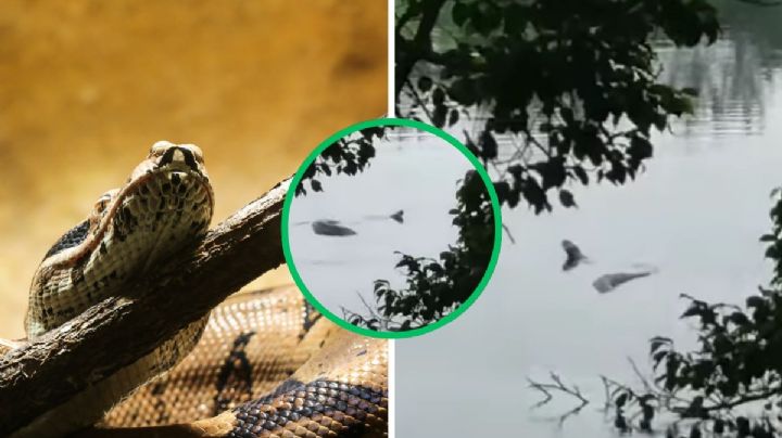 Graban a enorme serpiente nadando en laguna de Lagartos, en Veracruz