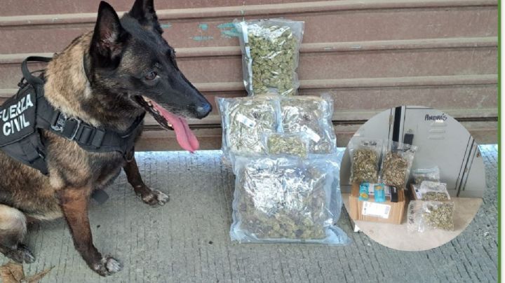 Encuentran mariguana y otras droga en paqueterías de varios municipios de Veracruz