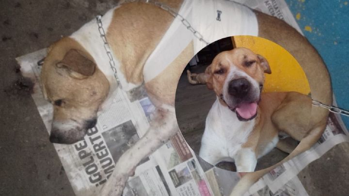 Piden justicia para Toby, perrito atacado con machete en Papantla