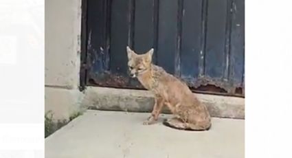VIDEO | Un zorro en el Metro CDMX; deambula por la estación El Rosario