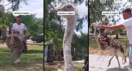 VIDEO | Vecino de Apodaca, NL, pasea a su mascota… un avestruz