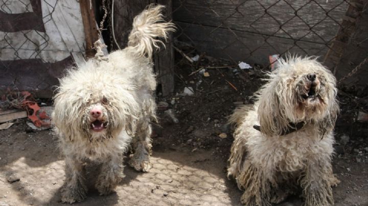 De terror: cuerpos de lomitos en refrigerador y 100 más rescatados en Ciudad Juárez