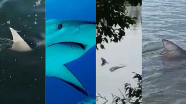 VIDEOS: 6 animales vistos en aguas de Veracruz que sorprendieron a jarochos