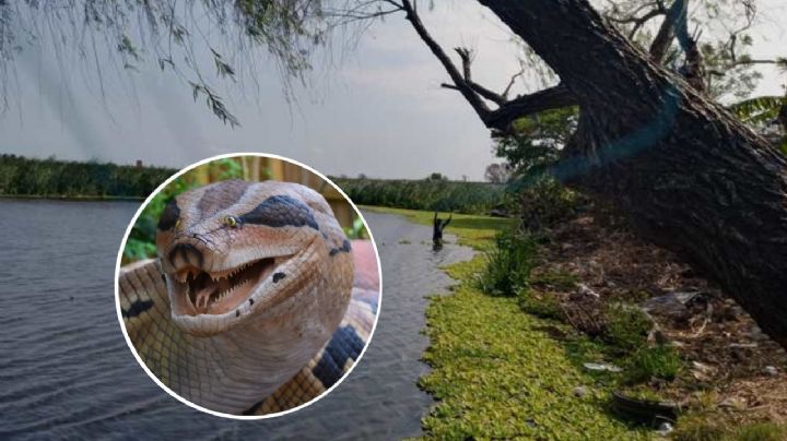 Esto debes saber si te encuentras una serpiente en Veracruz