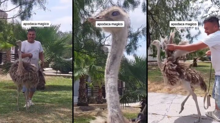 VIDEO | Vecino de Apodaca, NL, pasea a su mascota… un avestruz