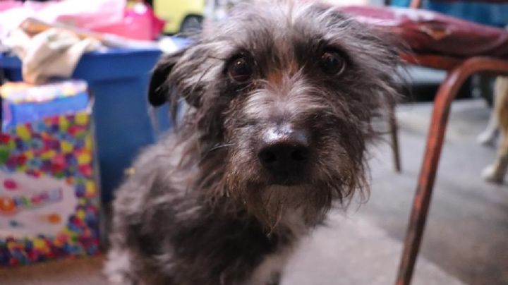 ¿Tienes mascotas y vives en Ecatepec? Habrá feria de bienestar animal