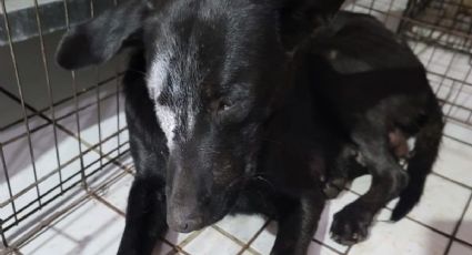 "Negrita", la perrita encontrada con un cuchillo en el ojo