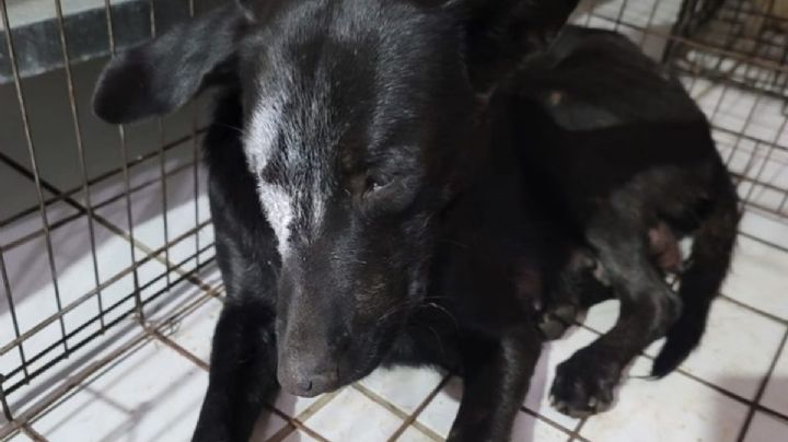 "Negrita", la perrita encontrada con un cuchillo en el ojo