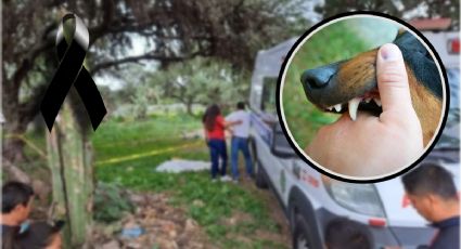 Jauría de perros mata y devora a abuelita en Hidalgo