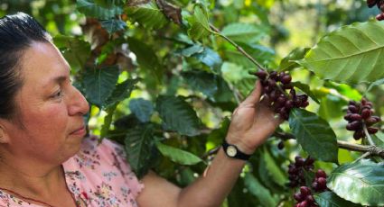 Cafetaleras y feministas, así es esta ruta del aromático café en Tenango de Doria