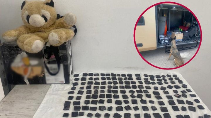 ¡Qué oso!: venía relleno de cocaína