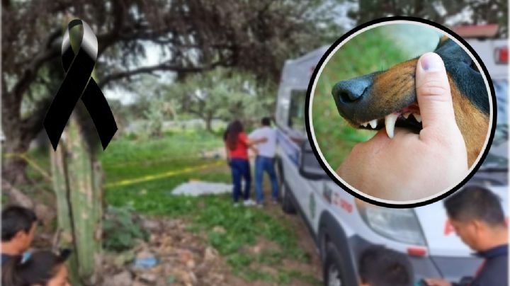 Jauría de perros mata y devora a abuelita en Hidalgo