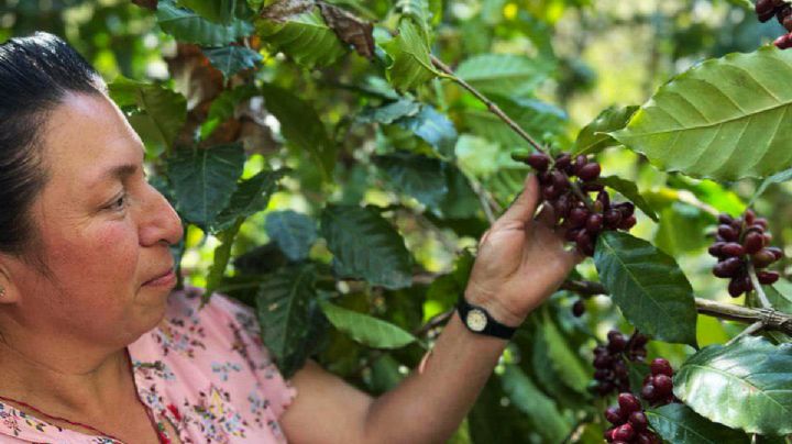 Cafetaleras y feministas, así es esta ruta del aromático café en Tenango de Doria