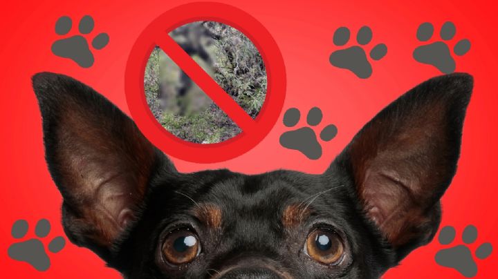 Cuelgan de un árbol a perrito en Ixmiquilpan