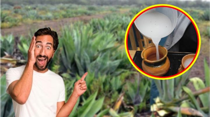 Pulque: checa los beneficios de consumir la bebida de los dioses
