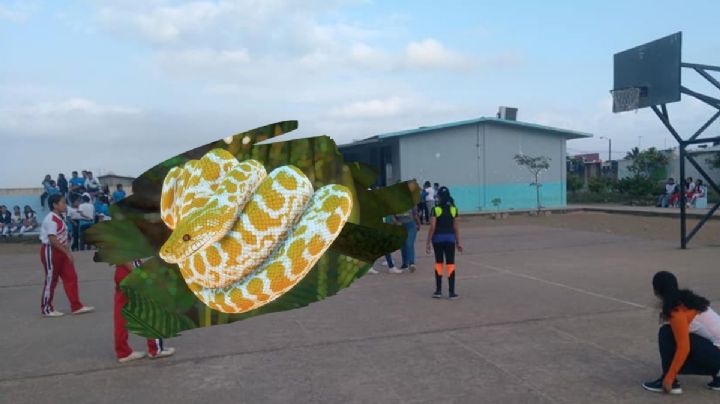 Serpientes en árboles causan alarma en escuela de Coatzacoalcos