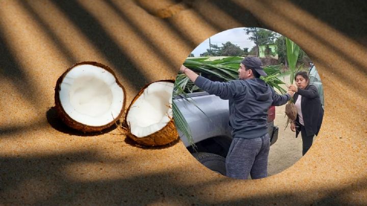 Agricultores de Veracruz siembran coco en vez de limón, por plaga de "dragón amarillo"