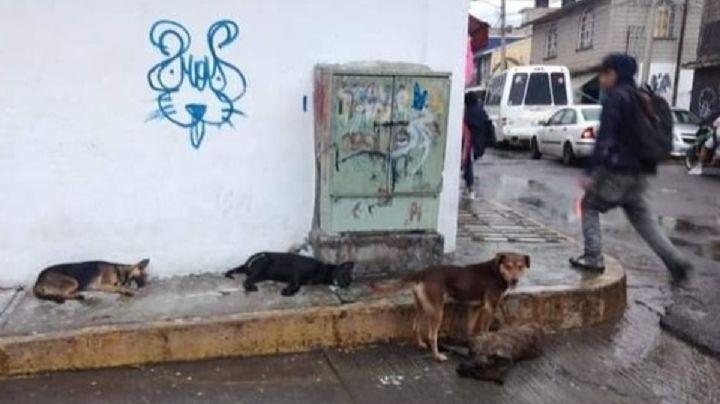 Se registra un envenenamiento masivo de lomitos en Nicolás Romero