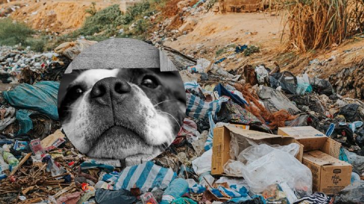 ¿Qué se sabe del hallazgo de perros muertos en basurero clandestino cercano a Xalapa?