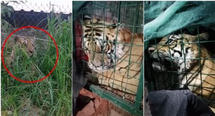 VIDEO: Capturan a tigre de bengala que se paseaba por calles de Tlaquepaque